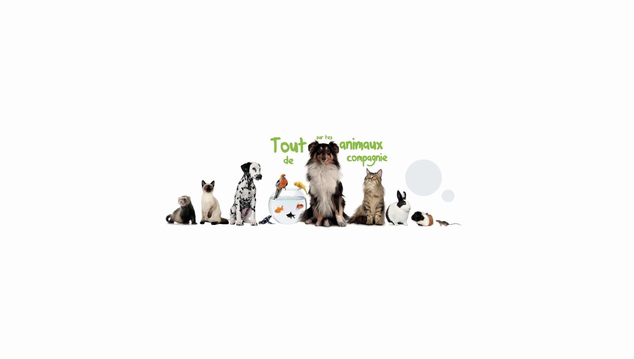 Tout sur tes animaux de compagnie YouTube banner