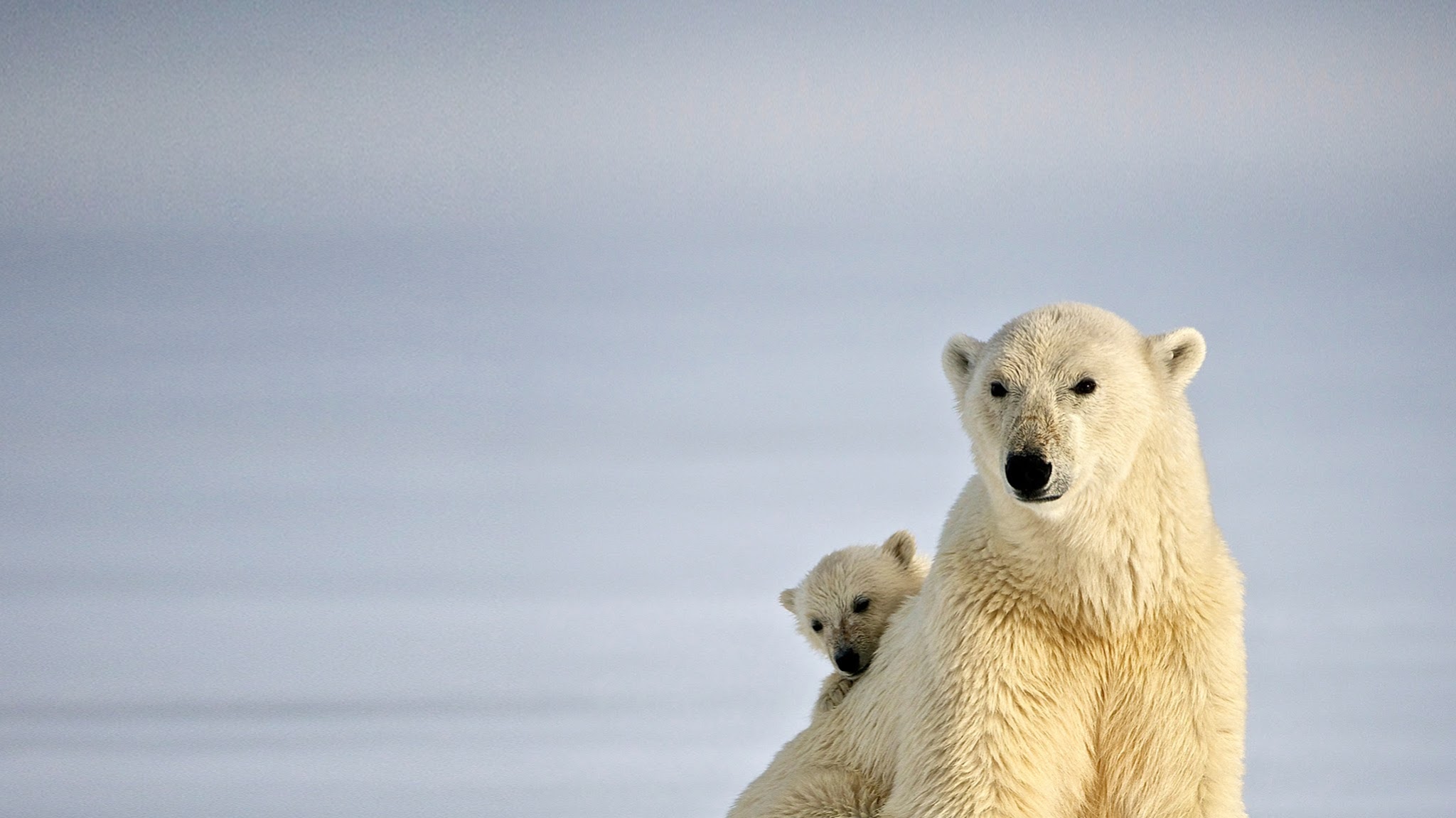 HurtigrutenSvalbard YouTube banner