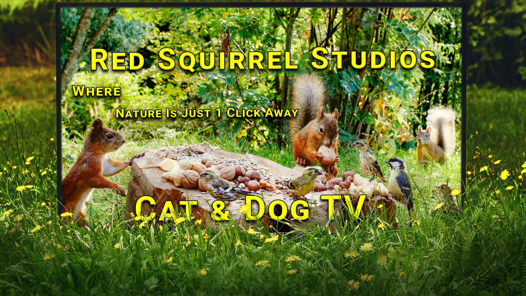 Red Squirrel Studios YouTube banner