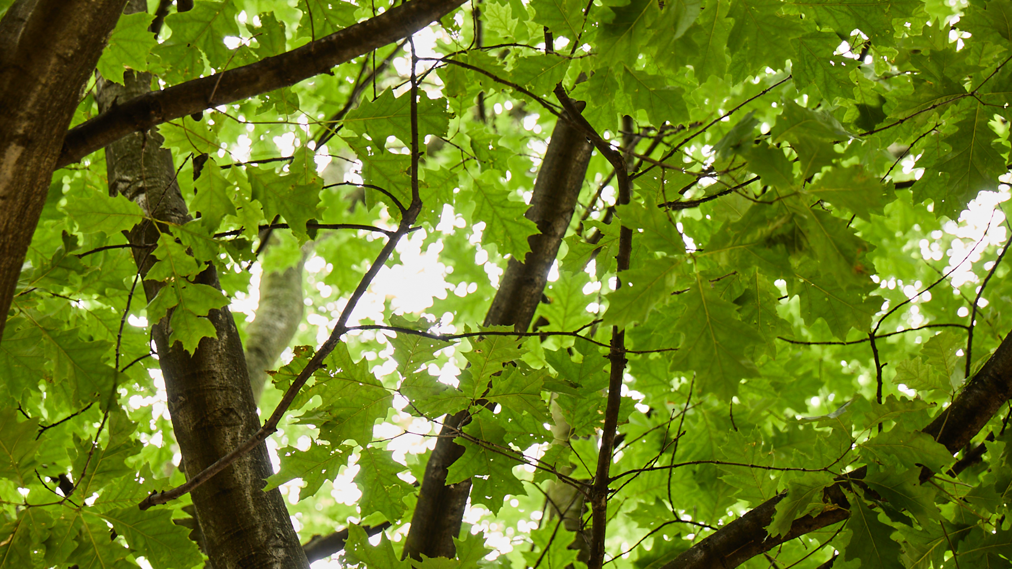 americanhardwood org YouTube banner