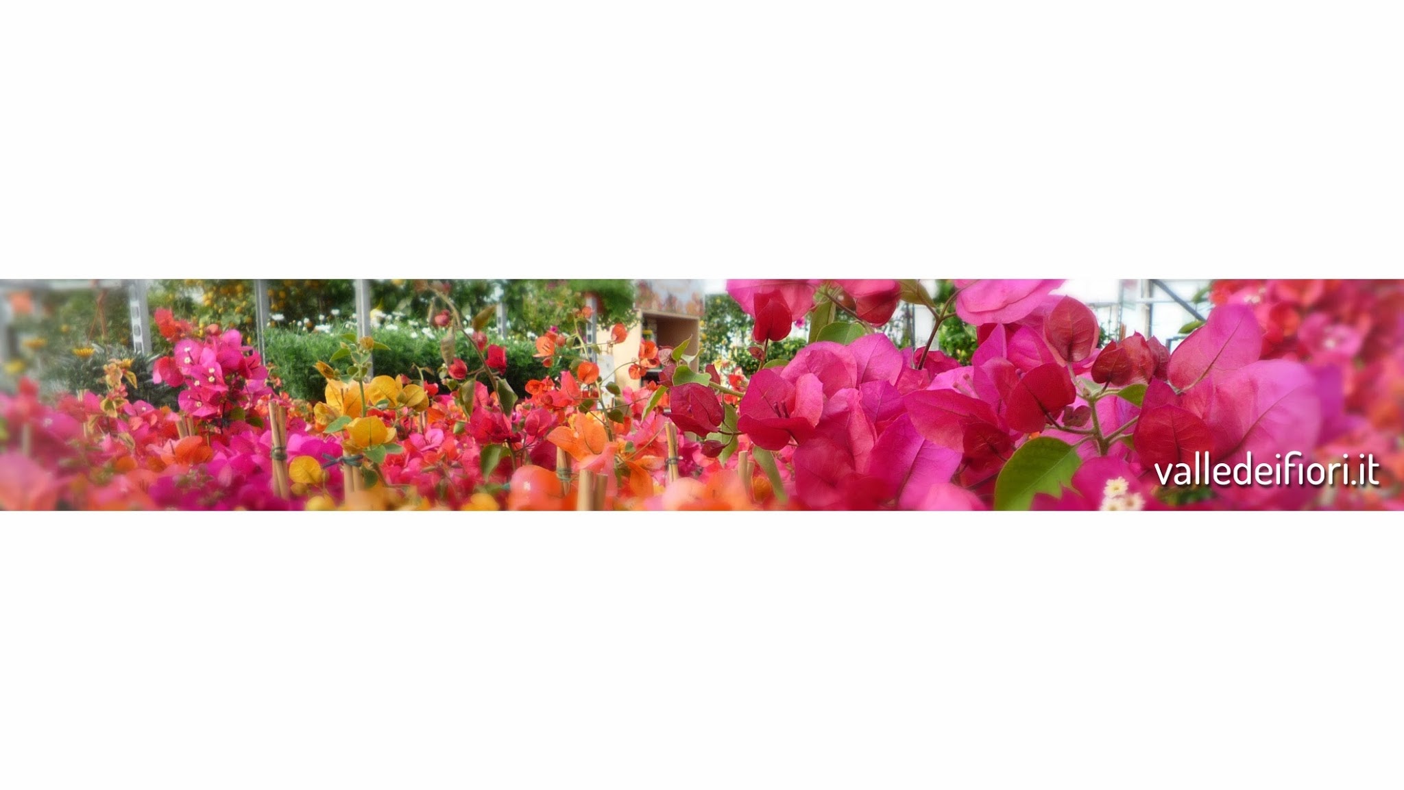 Valle dei Fiori YouTube banner