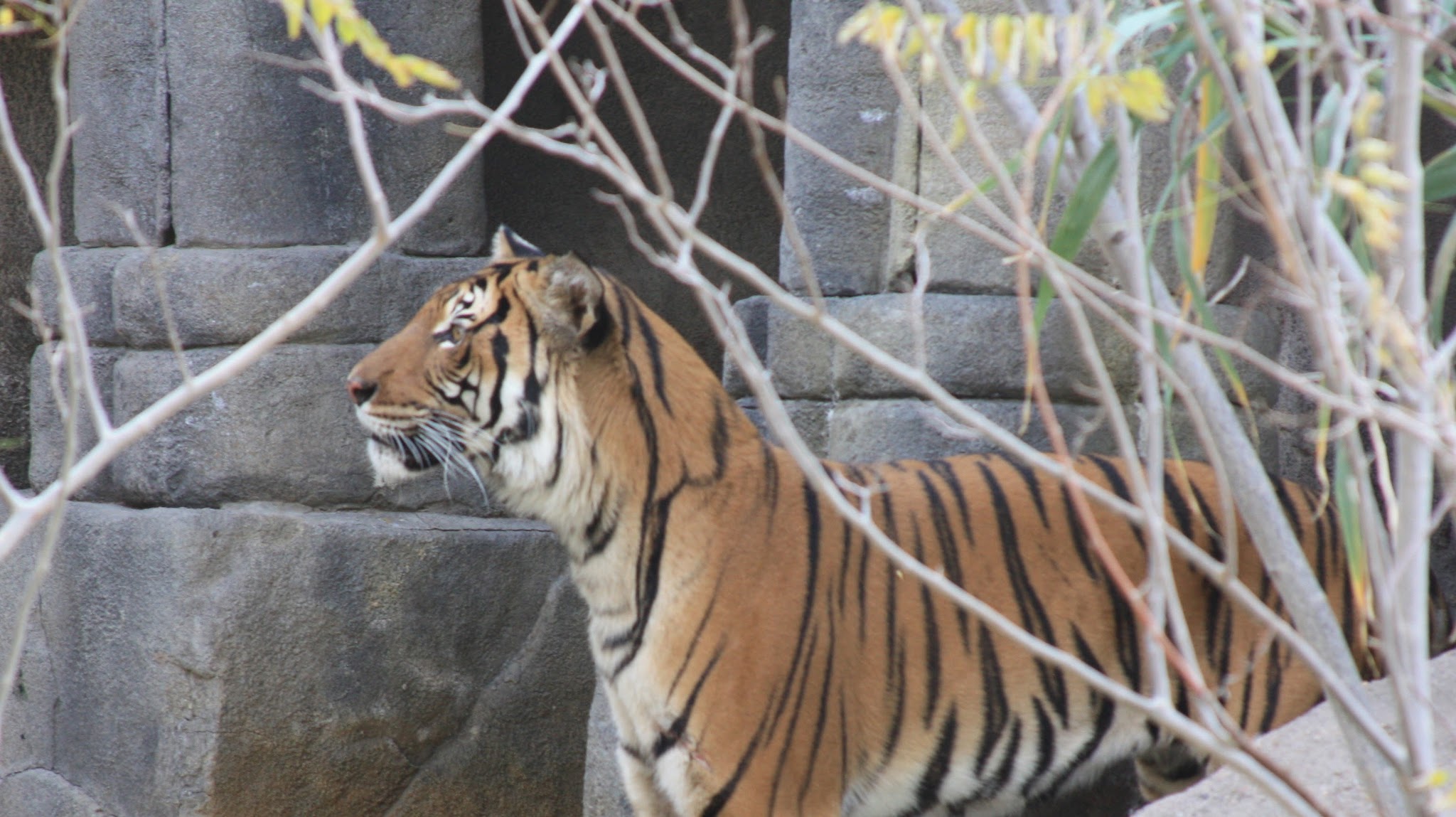 El Paso Zoo YouTube banner