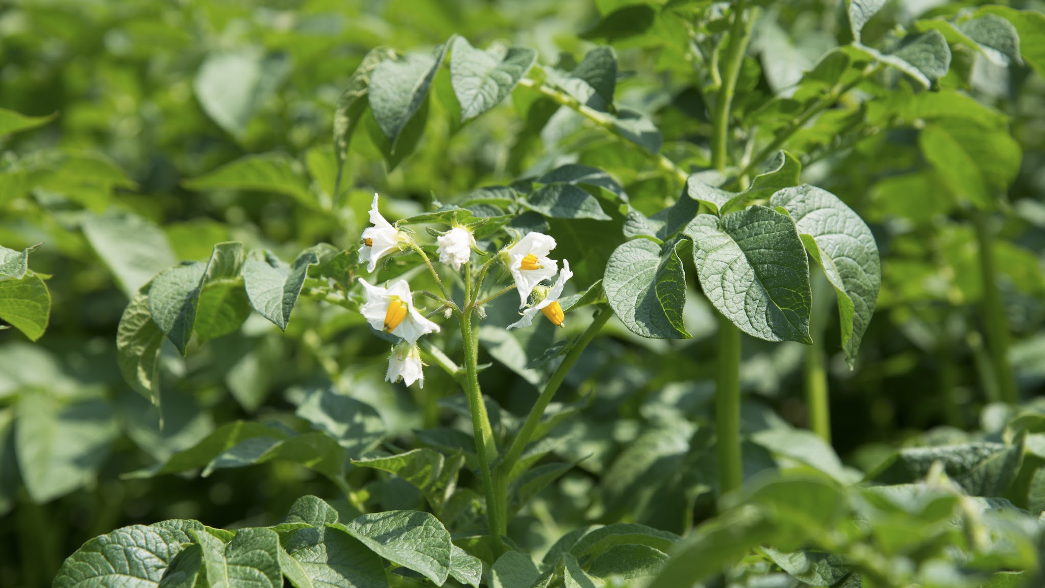 Syngenta Belgium YouTube banner