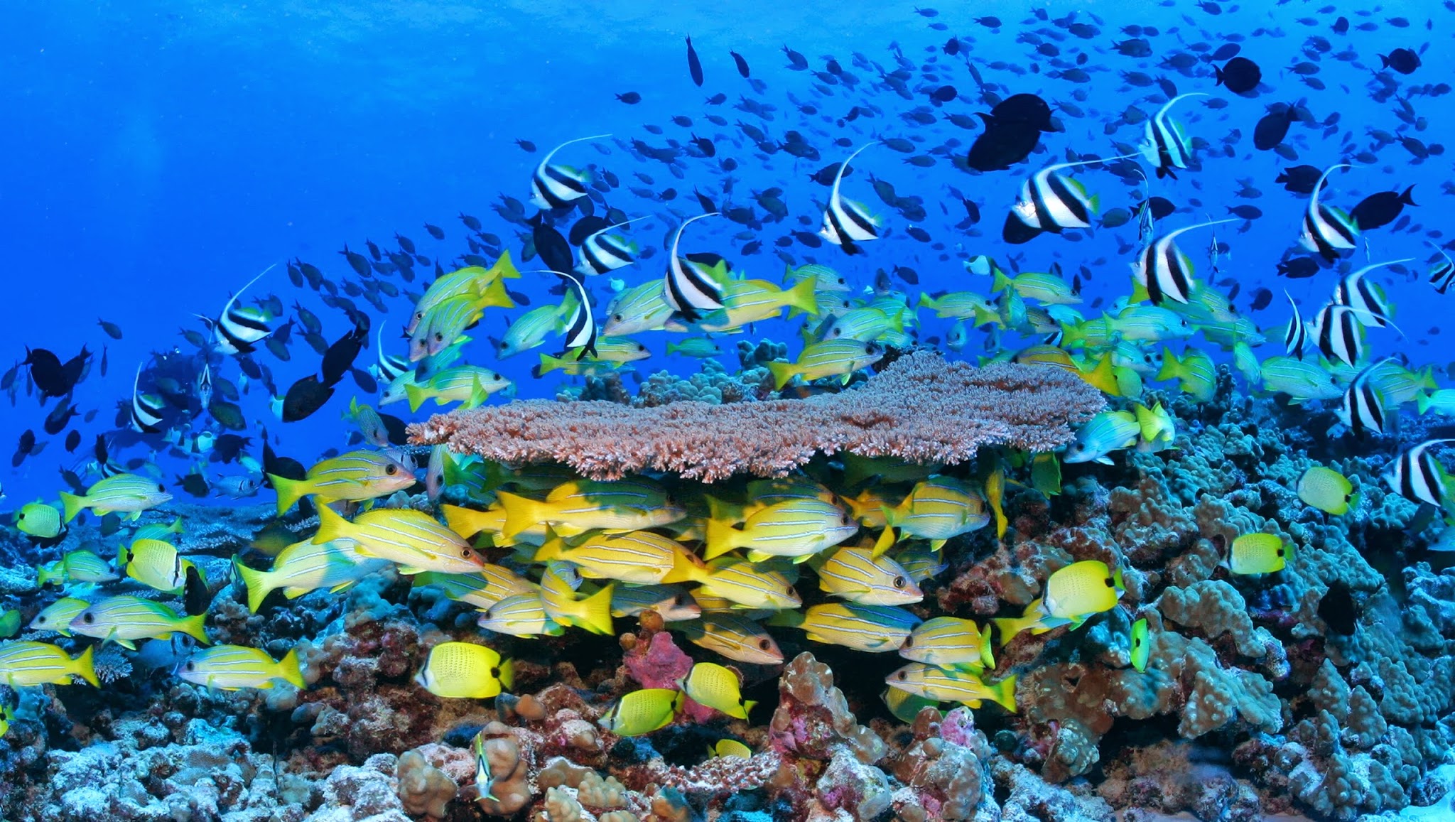 MarineWorldHeritage YouTube banner
