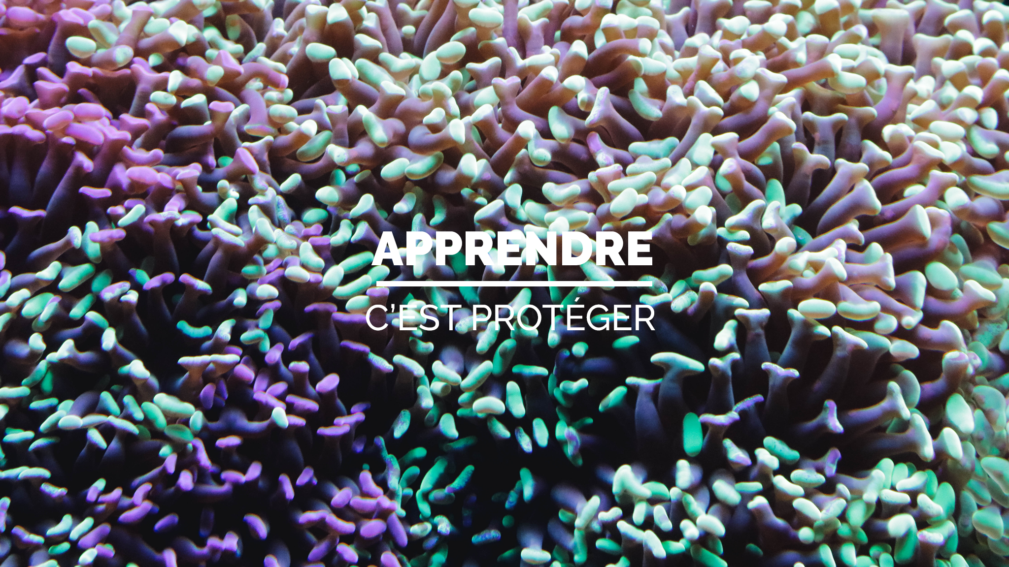 Aquarium de Lyon YouTube banner