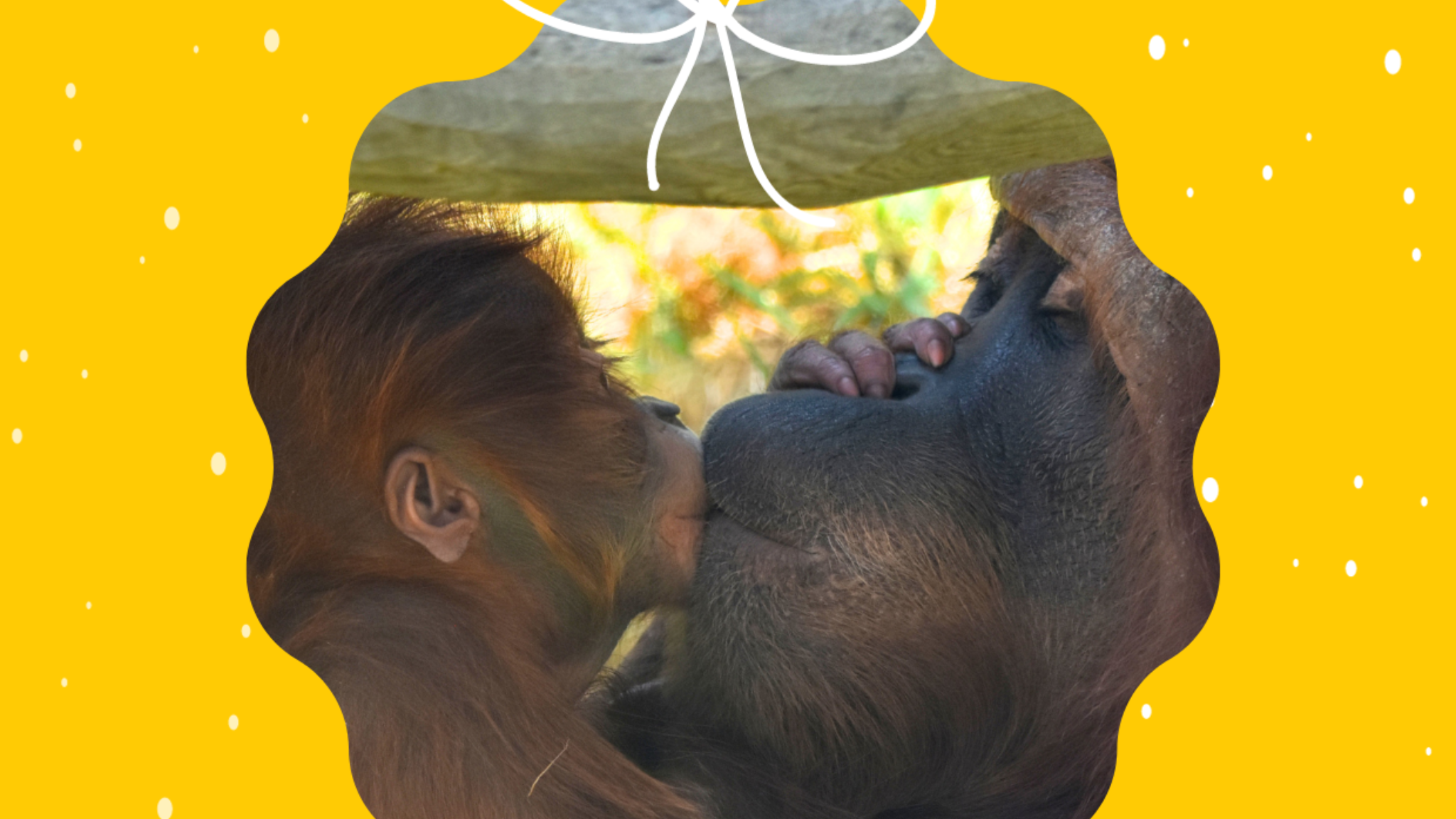 ZOO Bratislava YouTube banner