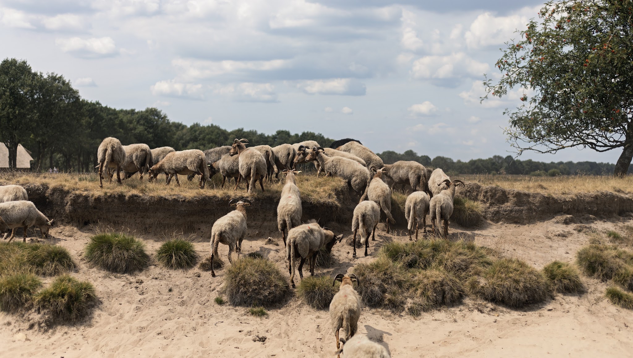 Oerdrenthe YouTube banner