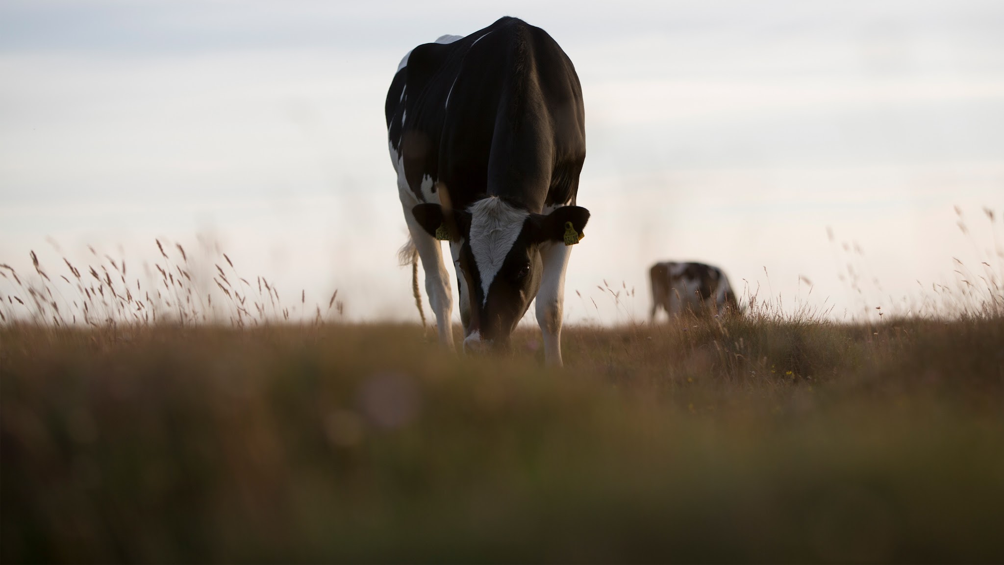 Arla Nederland YouTube banner