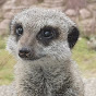 Five Sisters Zoo logo