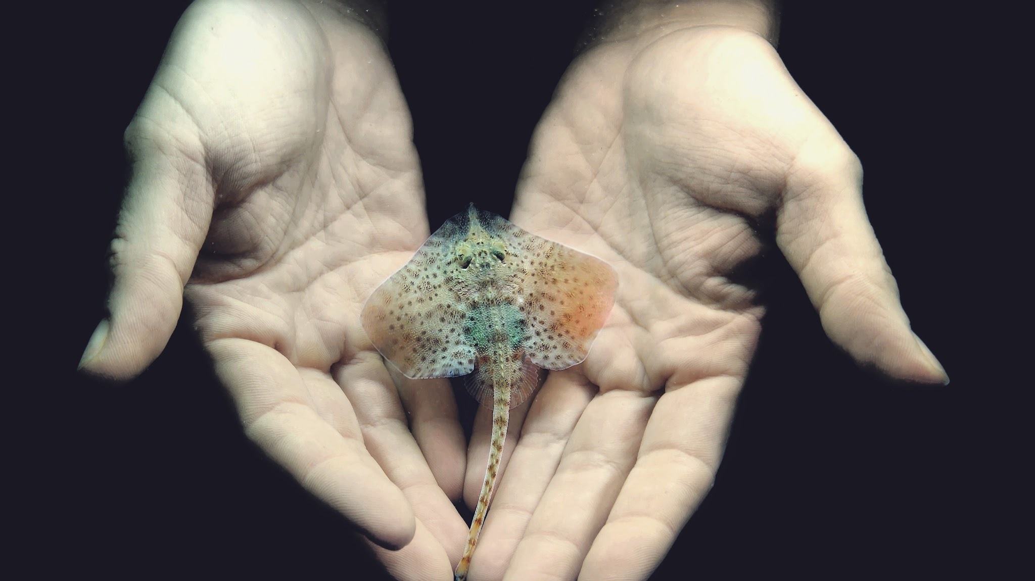AquariumPula YouTube banner