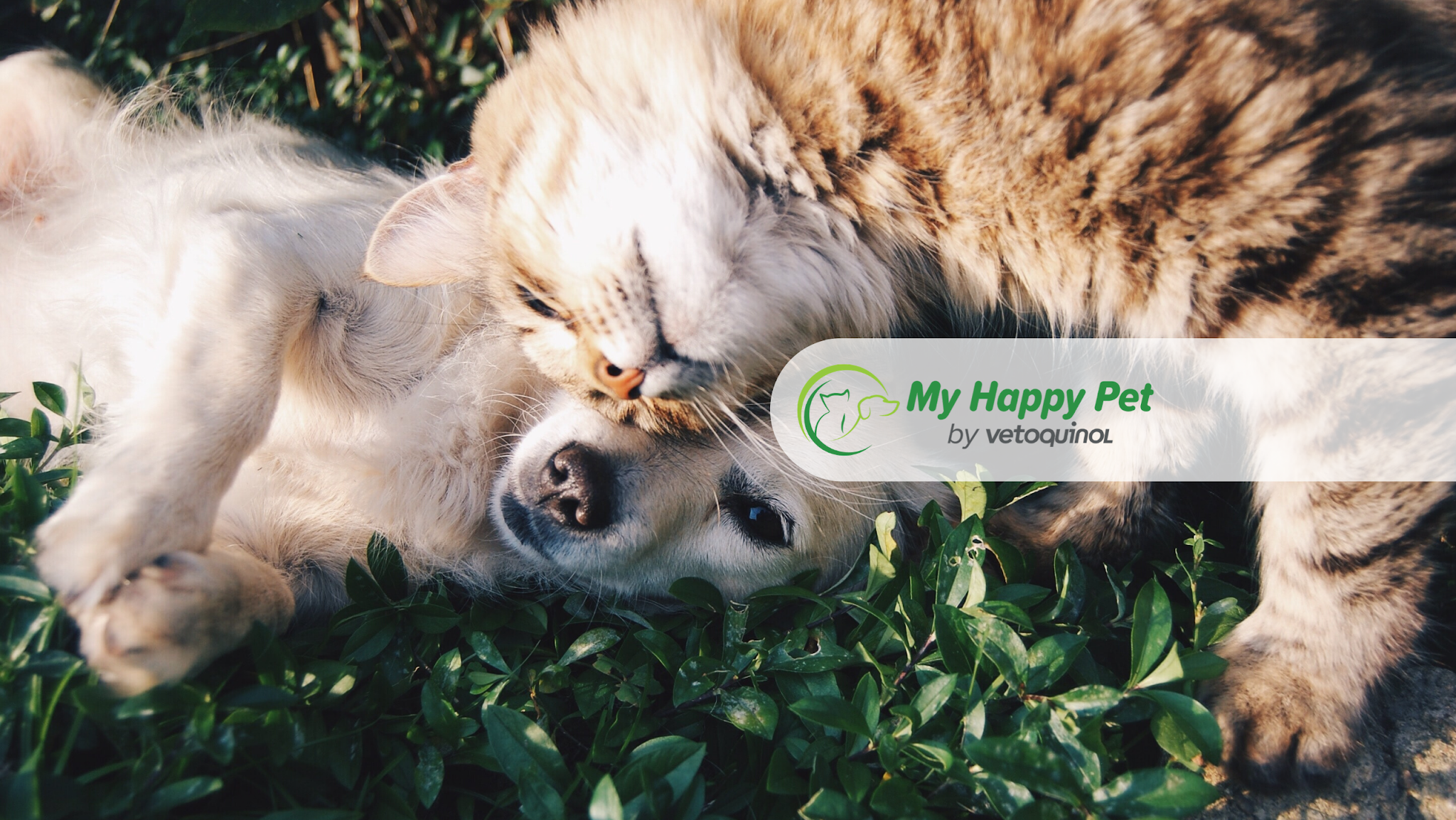 MyHappyPet France YouTube banner