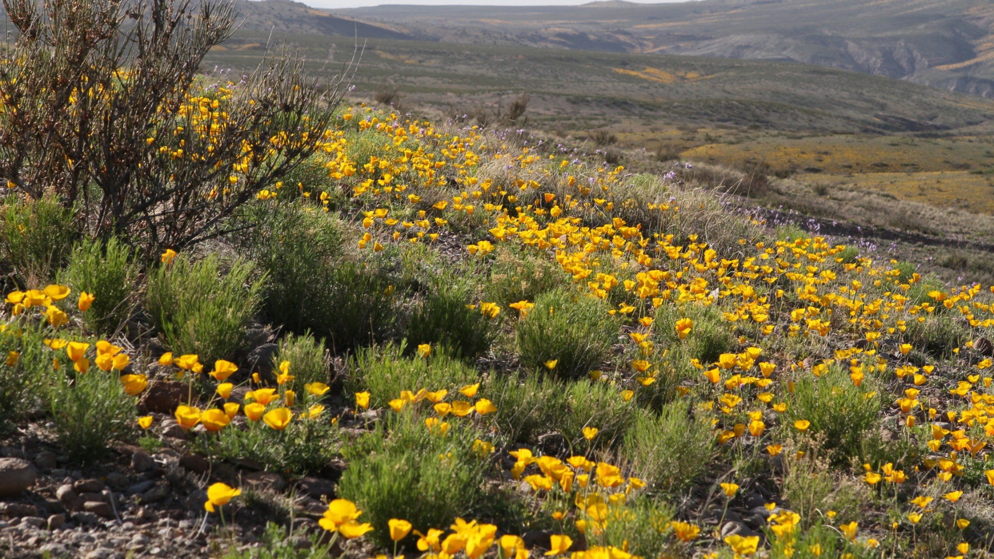 BLMNEWMEXICO YouTube banner