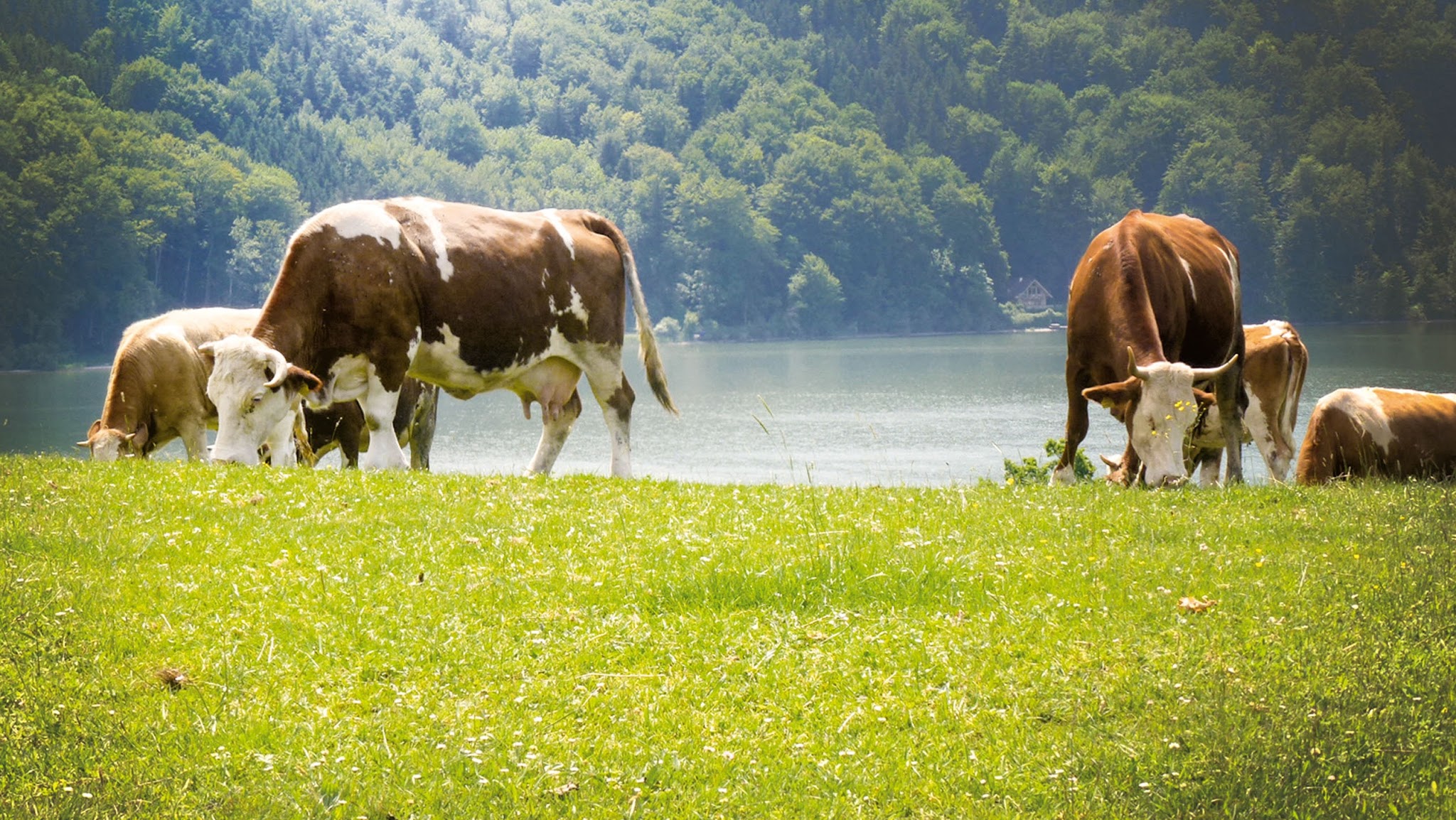 Heumilch YouTube banner