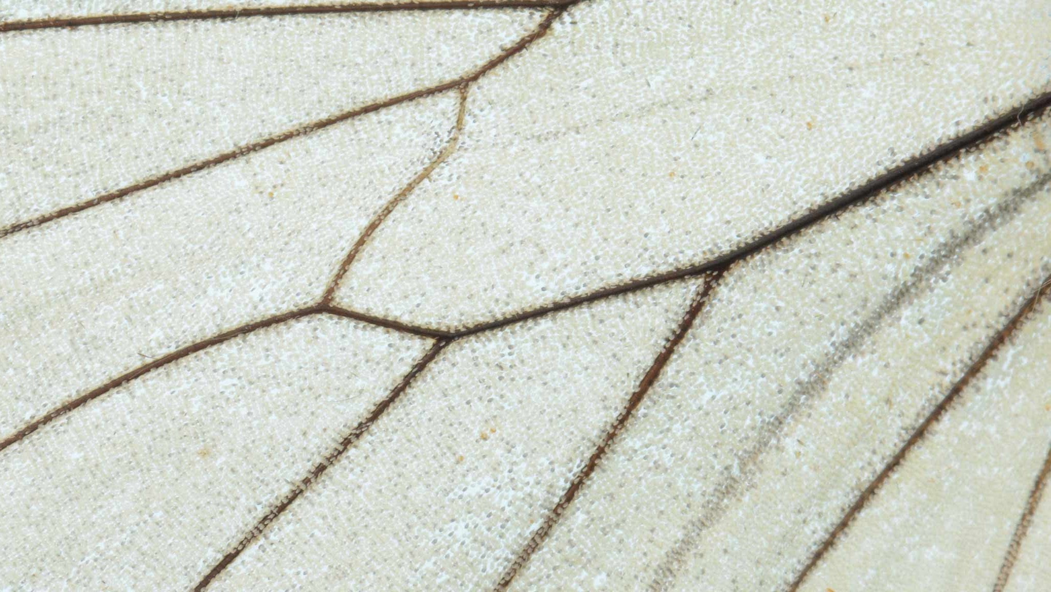 FMA Liechtenstein YouTube banner
