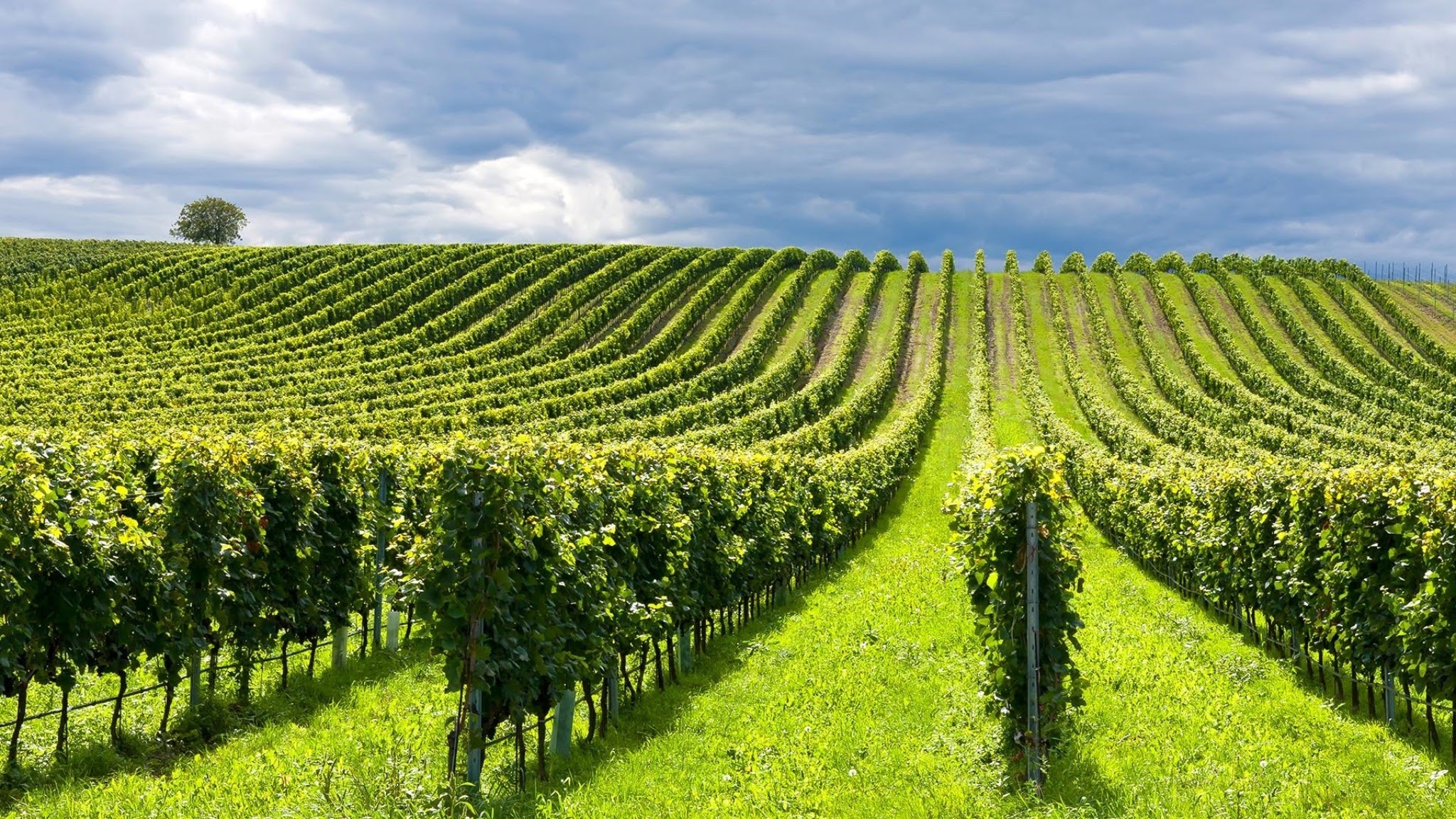 Syngenta Suisse YouTube banner