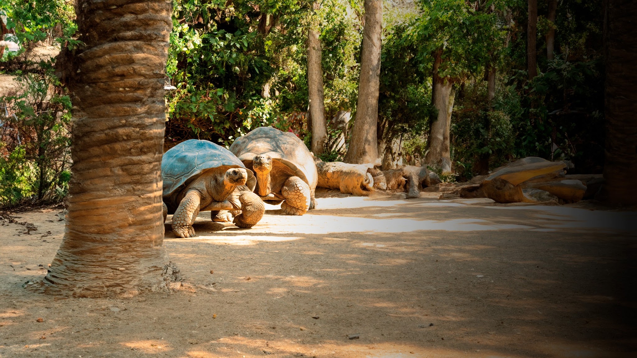 Loro Parque YouTube banner