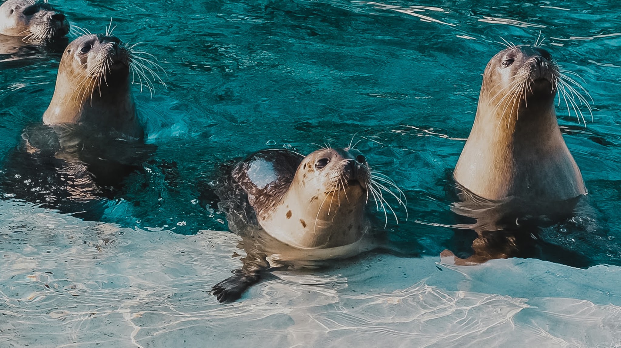 Tierpark Bochum YouTube banner