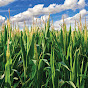 Corn Growers Association of NC logo