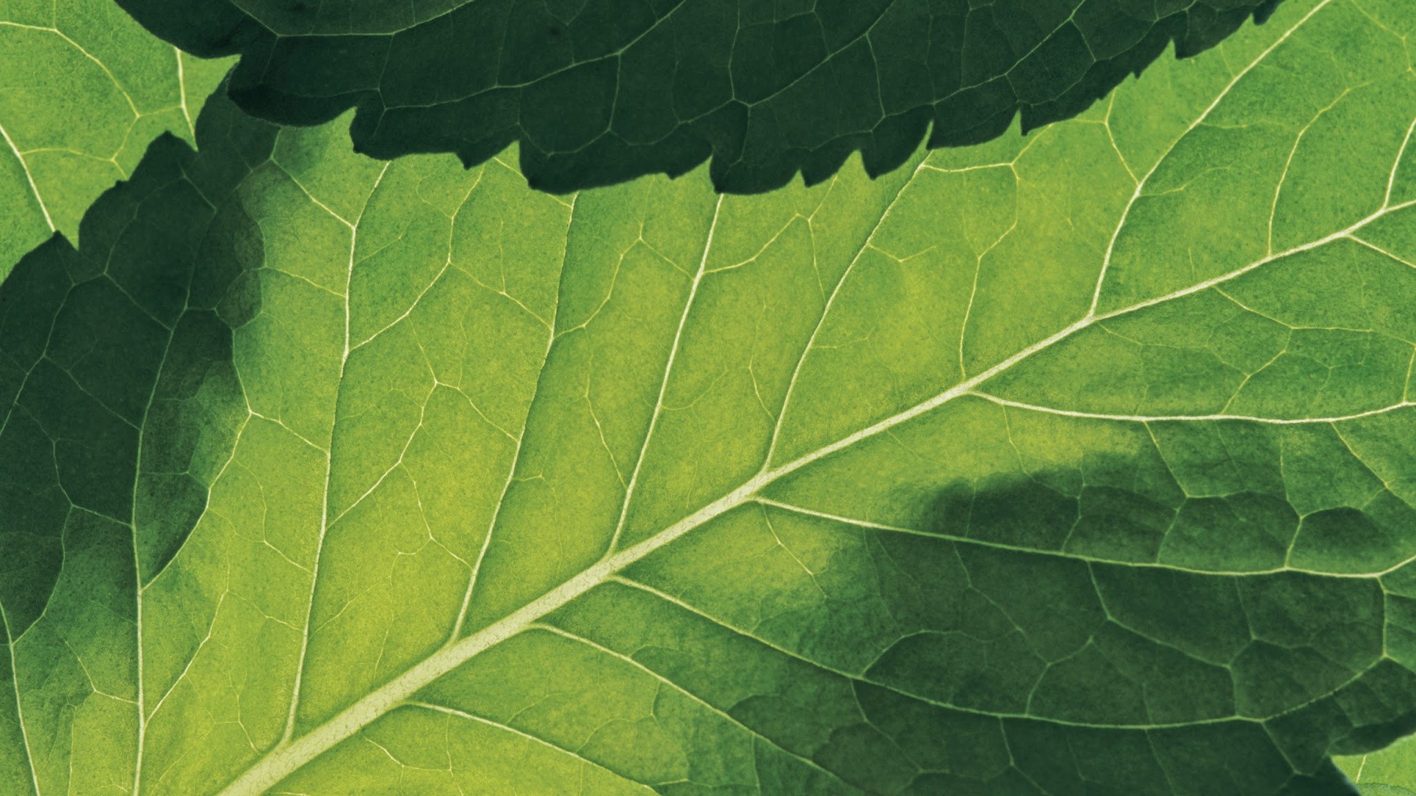 Aveda Deutschland Österreich Schweiz YouTube banner