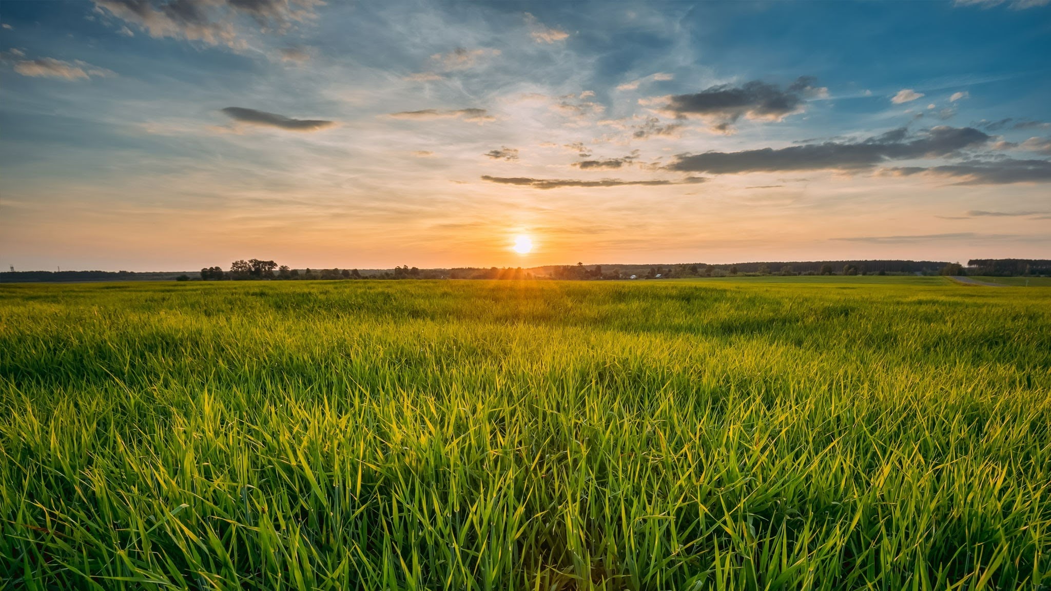 SyngentaDanmark YouTube banner