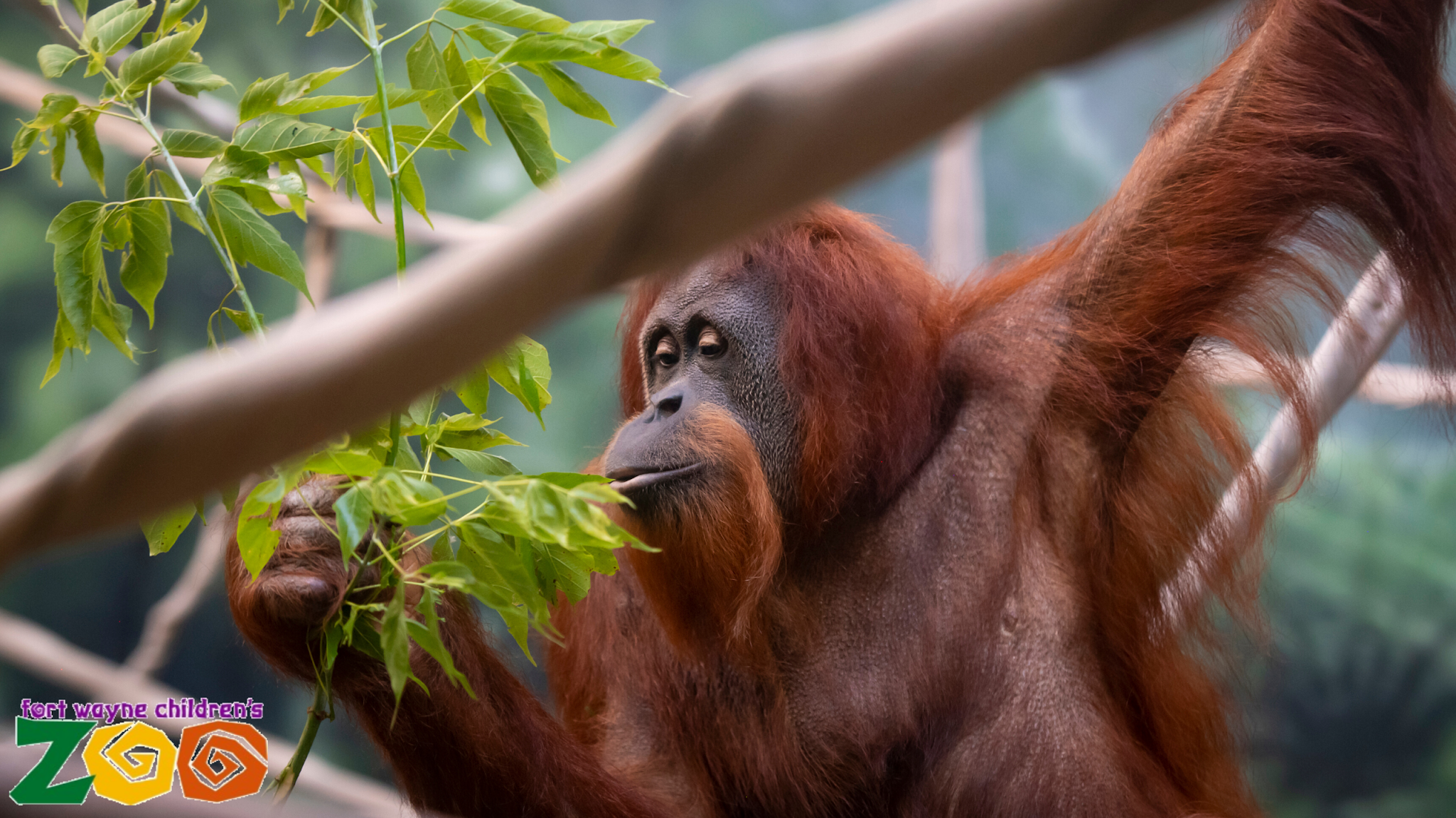 Fort Wayne Zoo YouTube banner