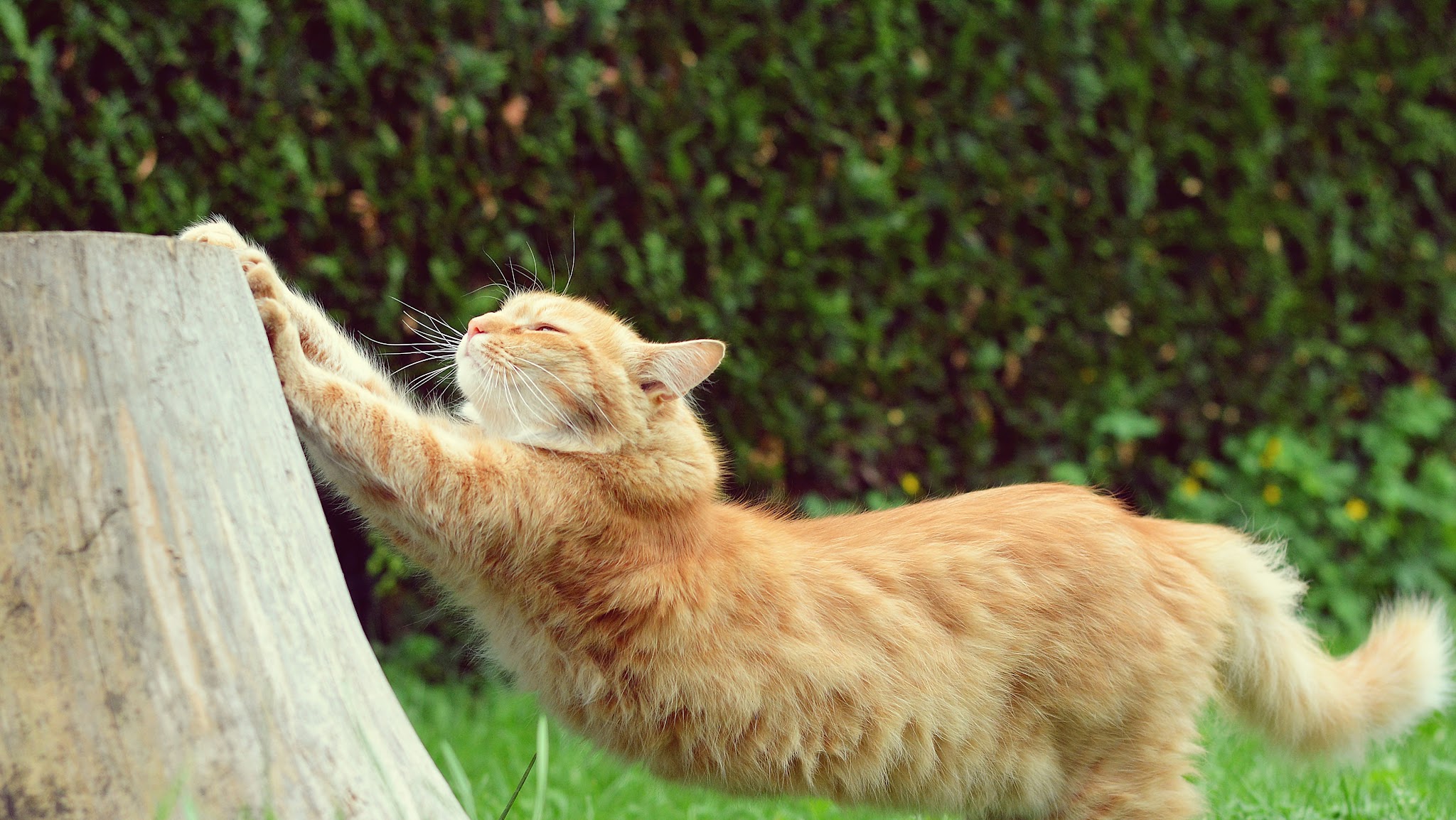 Feliway Türkiye YouTube banner