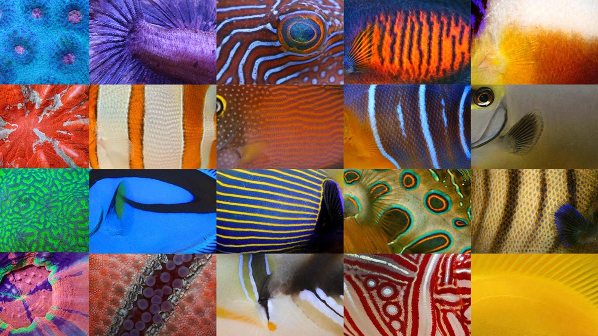 MASTERFISCH YouTube banner
