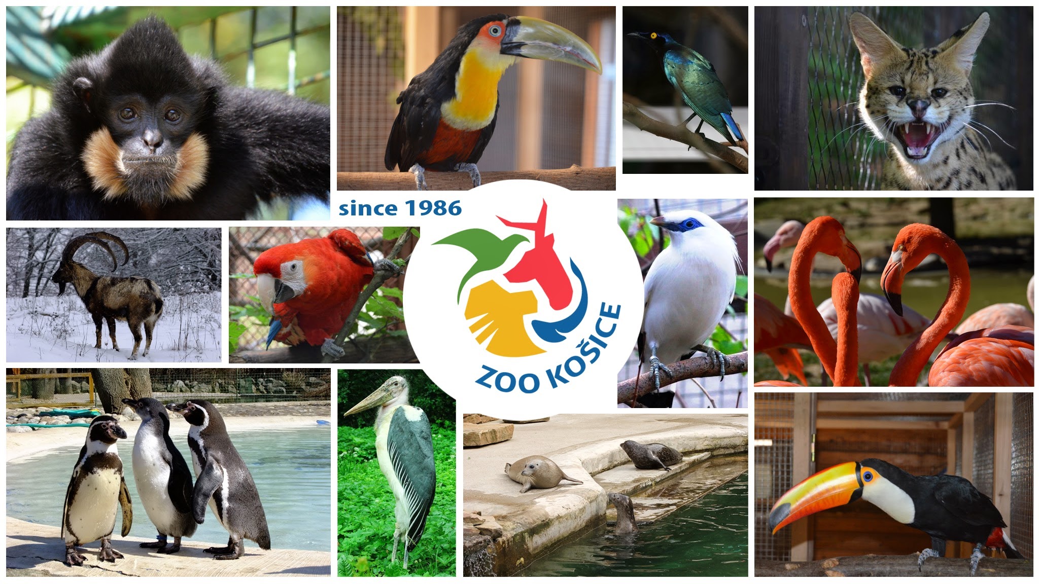 ZOO Košice YouTube banner