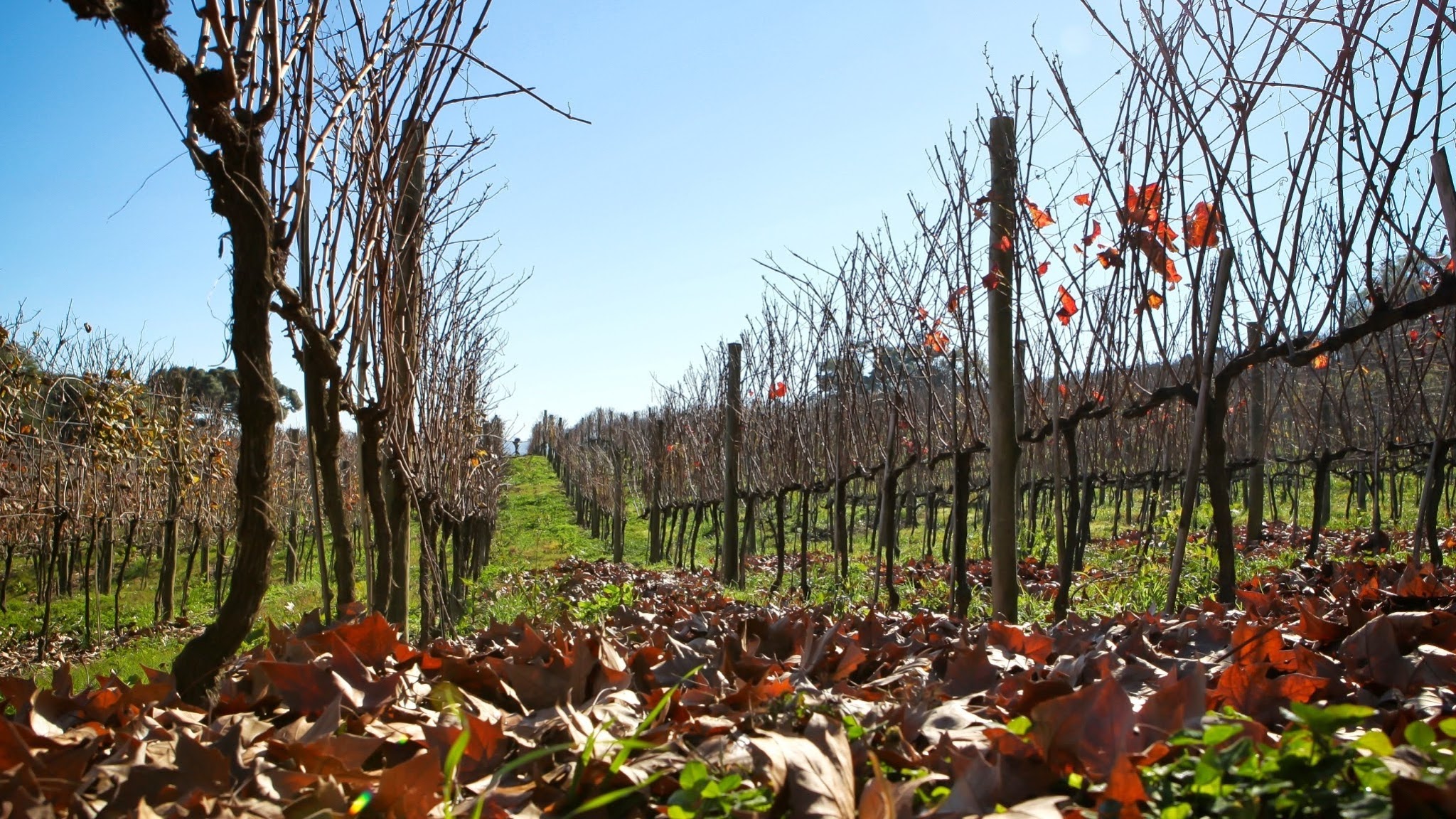 Wines of Brasil YouTube banner