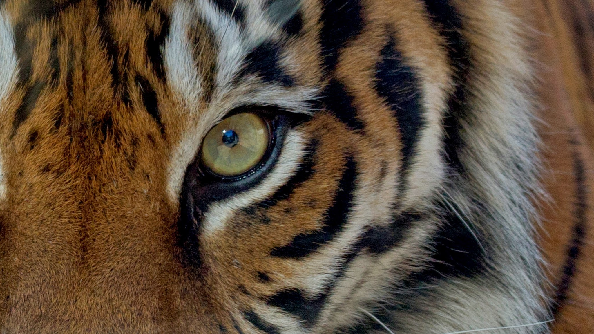 San Francisco Zoo & Gardens YouTube banner