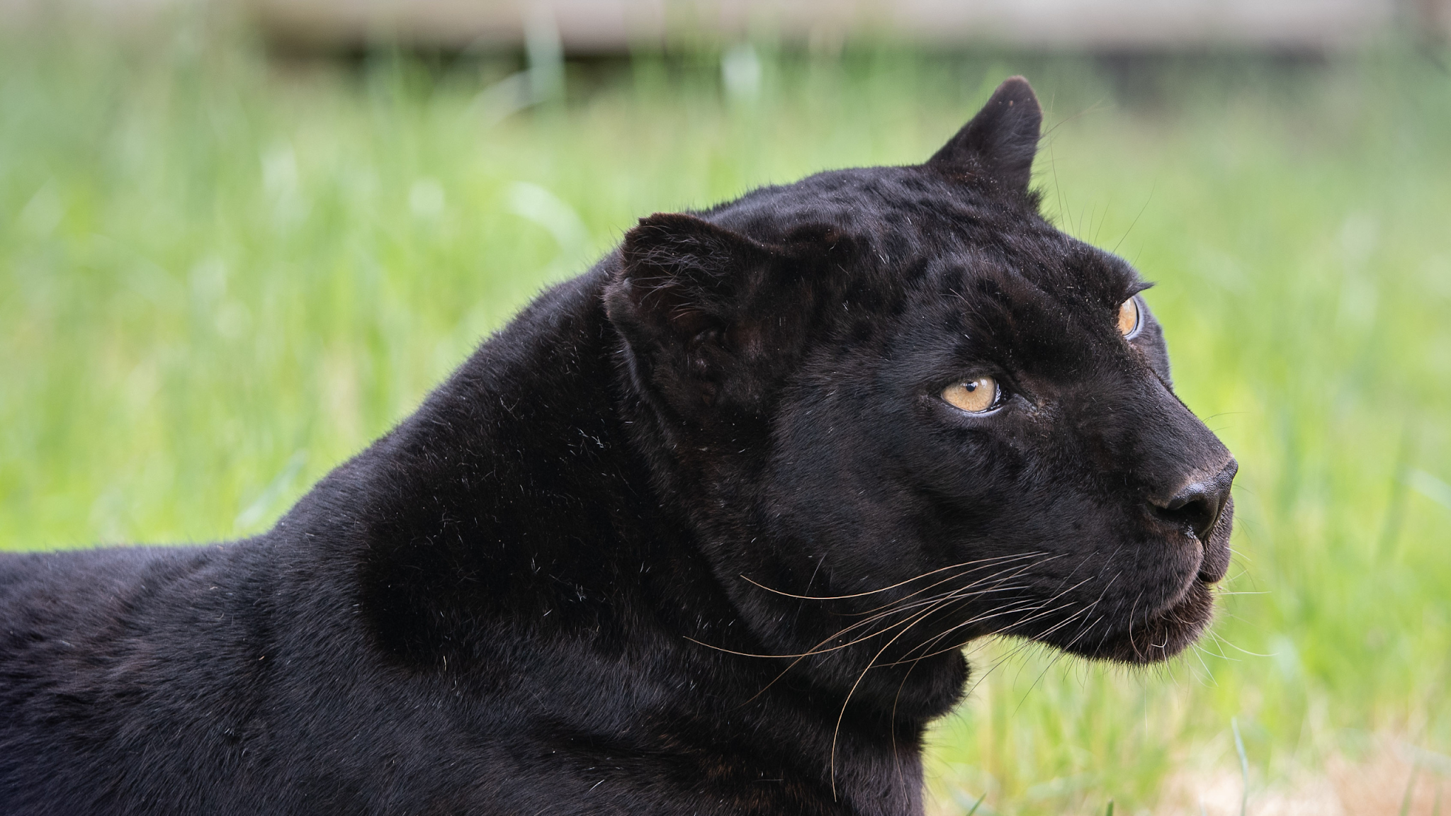 Animal Park NC YouTube banner