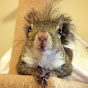 this_girl_is_a_squirrel logo