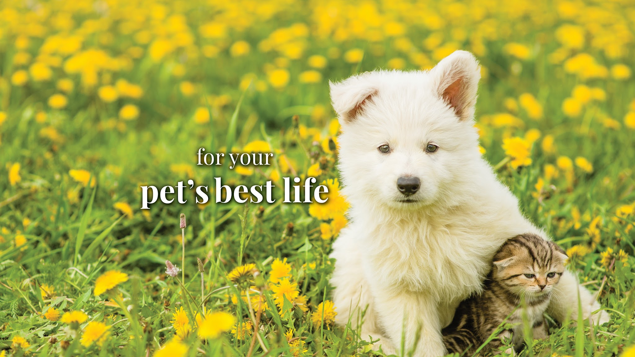 Ren's Pets YouTube banner