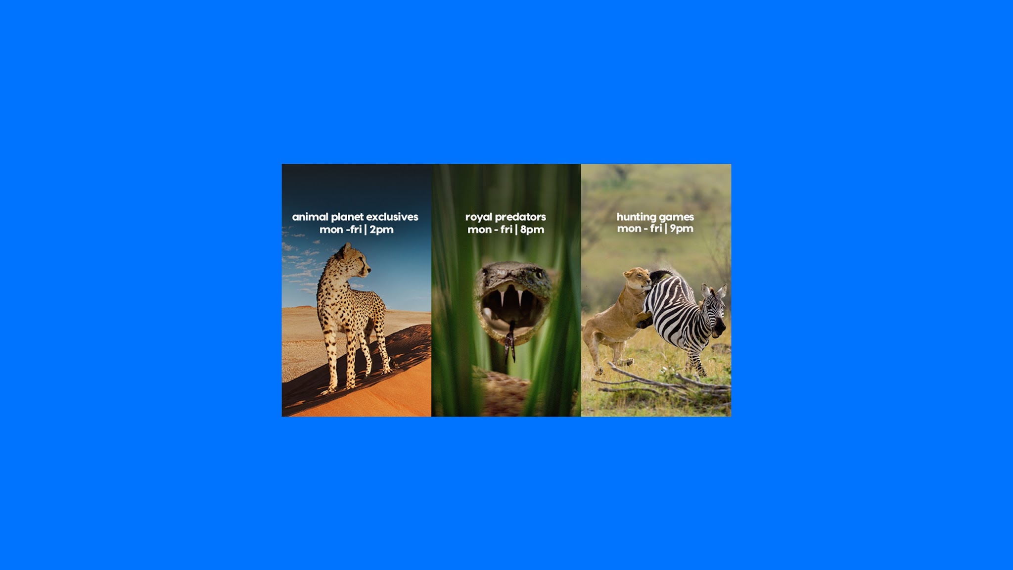 Animal Planet India YouTube banner
