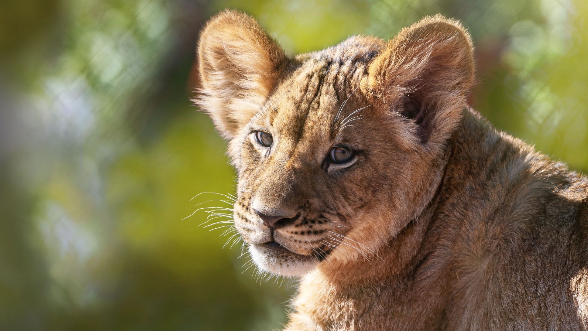 Phoenix Zoo YouTube banner