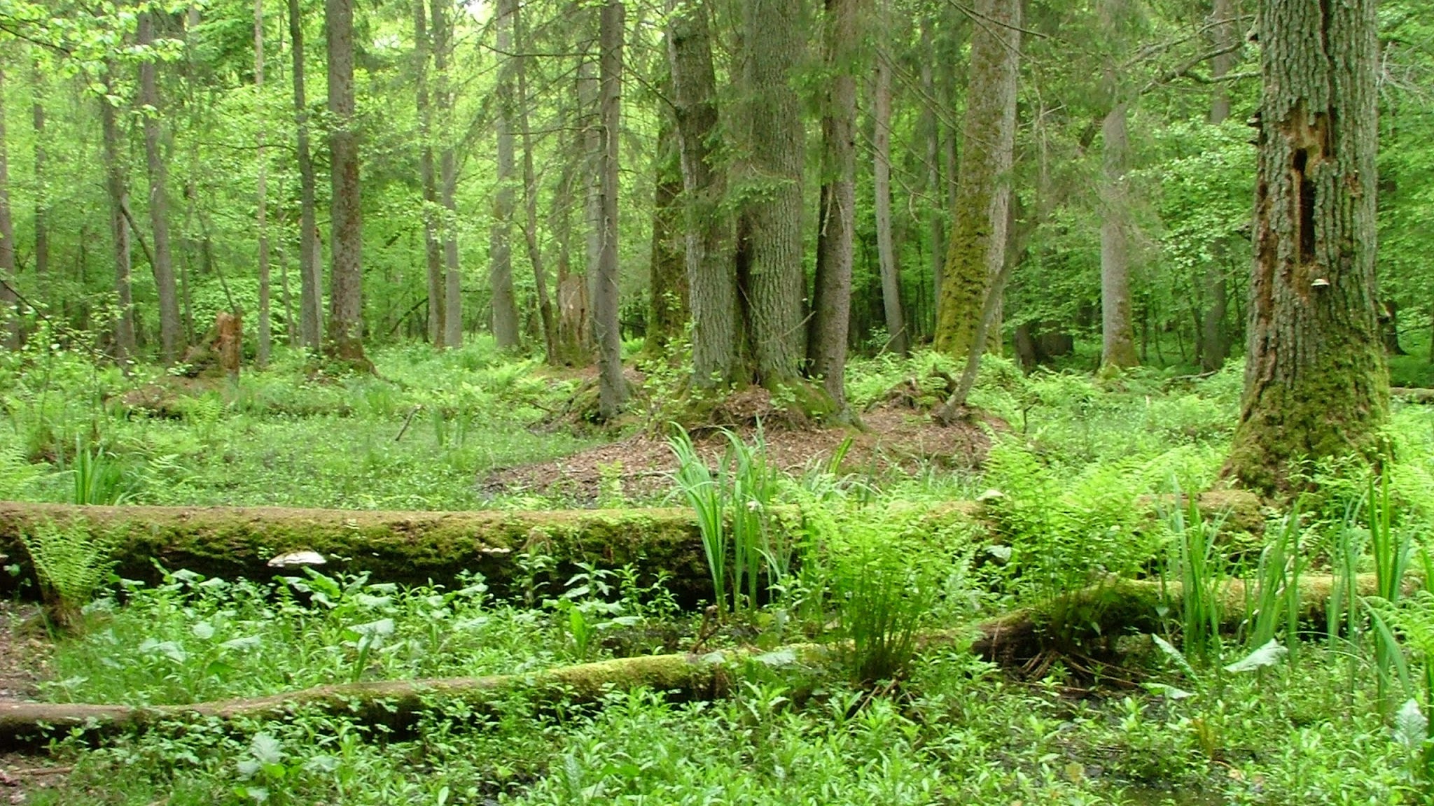Białowieski Park Narodowy YouTube banner