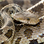MOsnakes logo