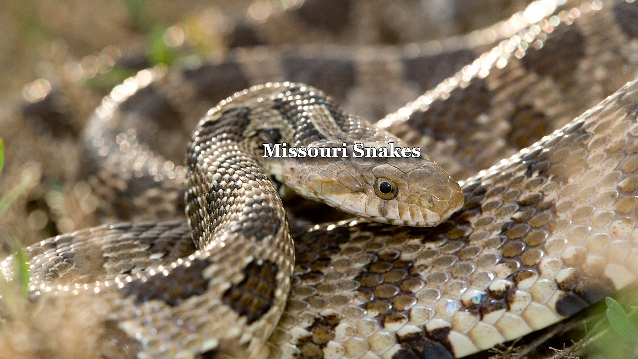 MOsnakes YouTube banner