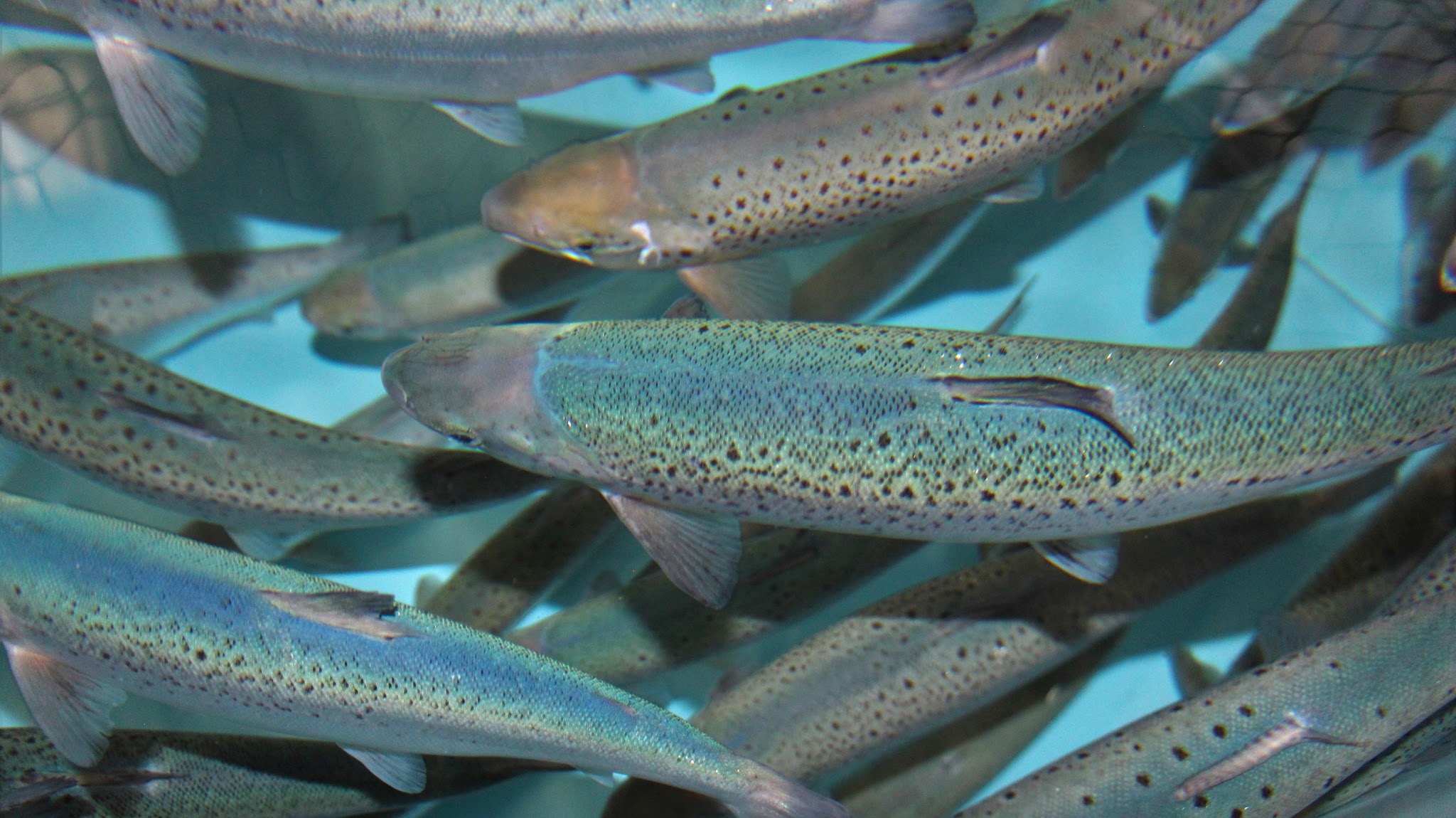 Minnesota Sea Grant YouTube banner