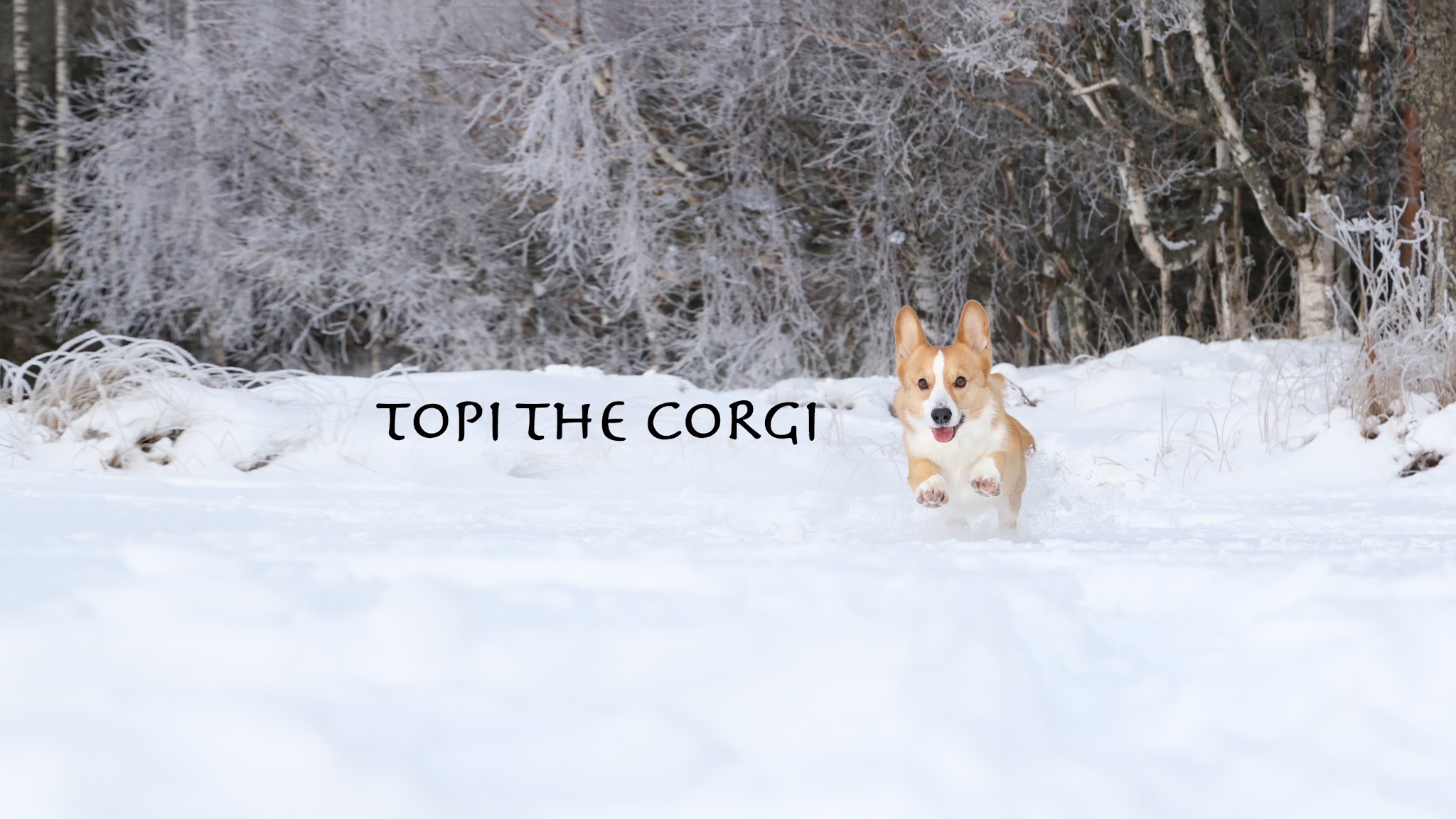 Topi The Corgi YouTube banner
