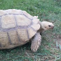 The Friendly Tortoise logo