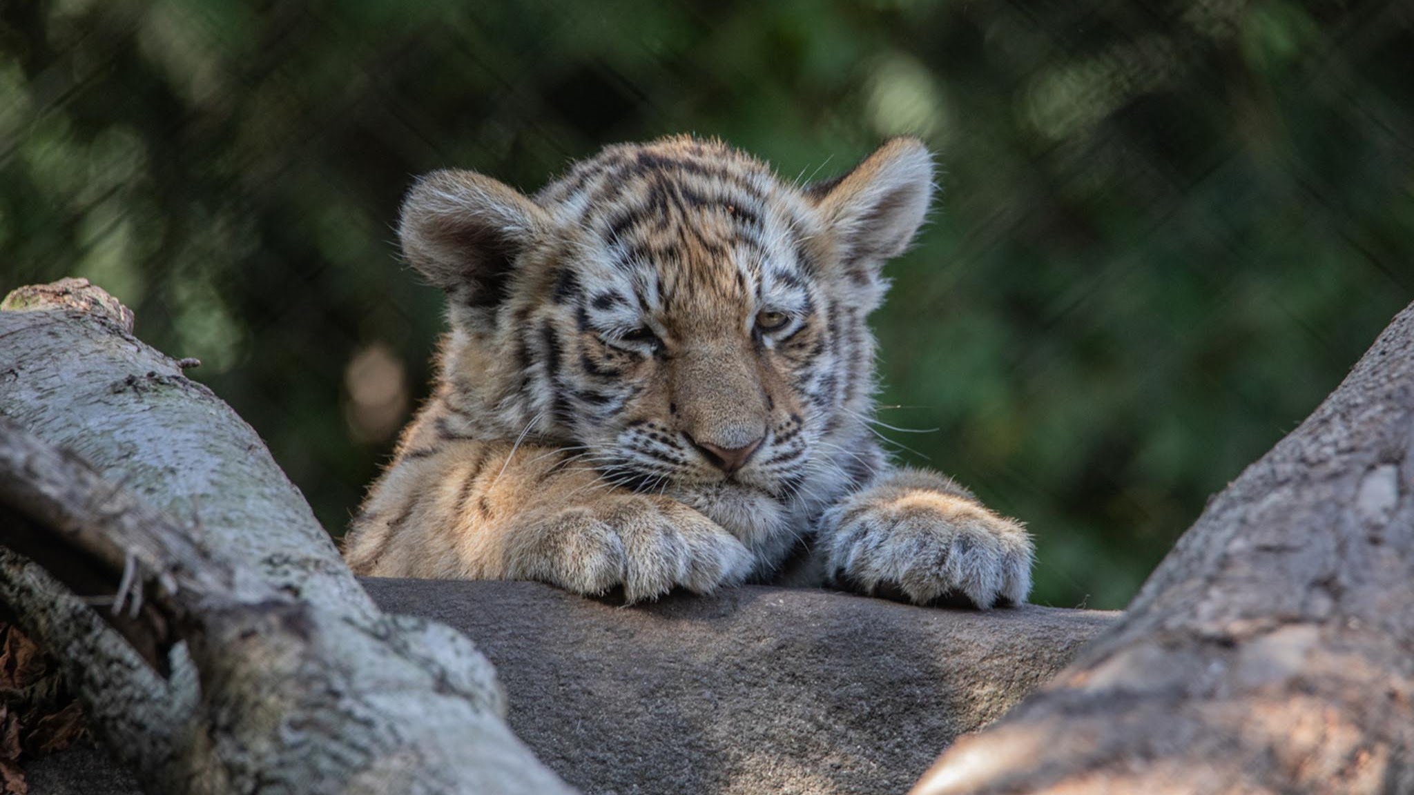 Tierpark Hagenbeck YouTube banner