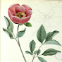 Biblioteca del Real Jardín Botánico RJB-CSIC logo