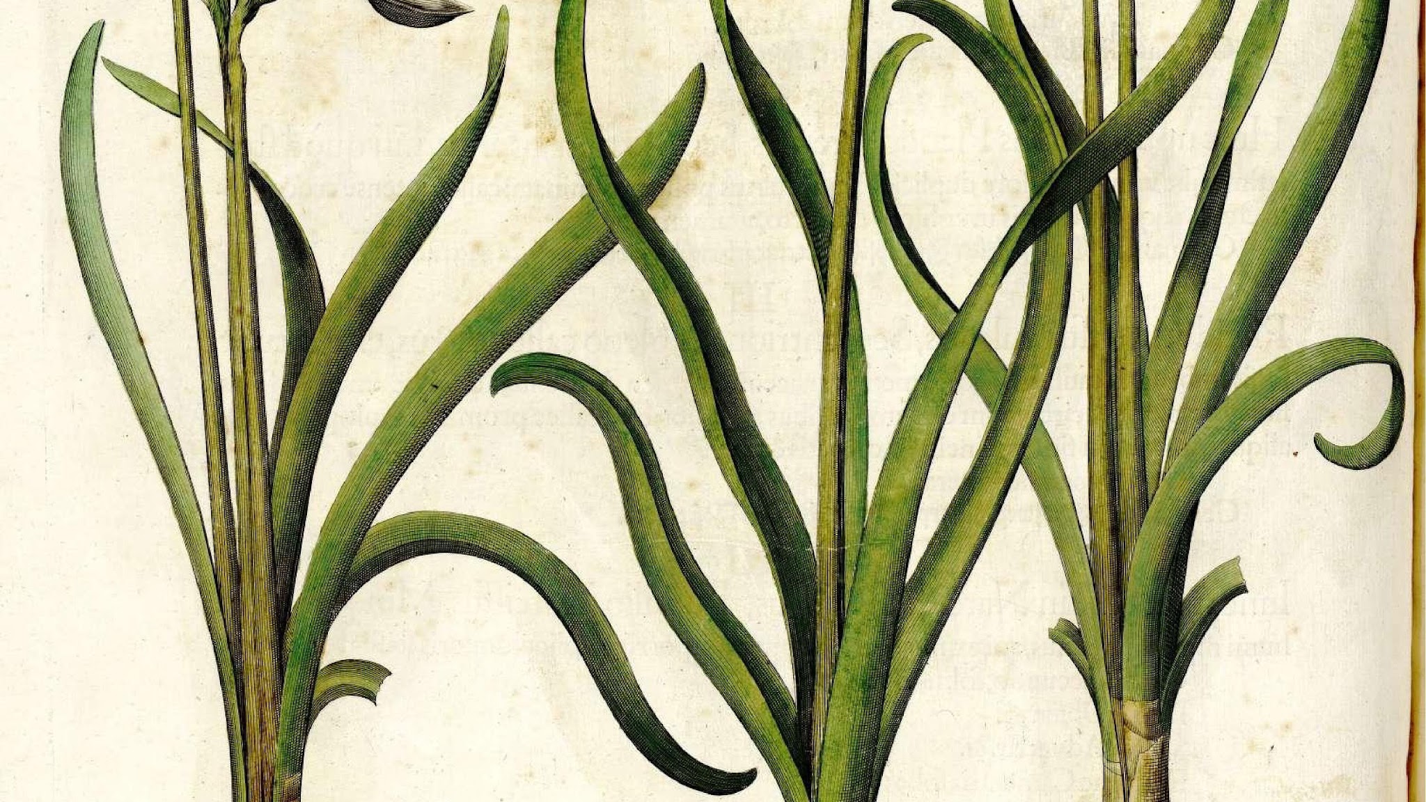 Biblioteca del Real Jardín Botánico RJB-CSIC YouTube banner