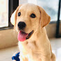 旺仔很忙🐶 Labrador Wangzai YouTube channel avatar 