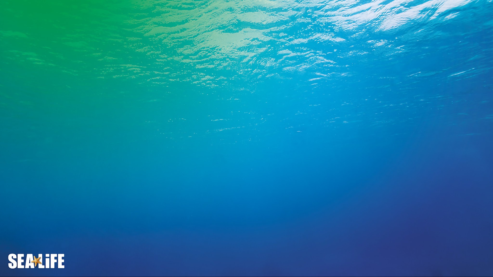 SEA LIFE Helsinki YouTube banner