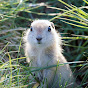 Birder King YouTube channel avatar 