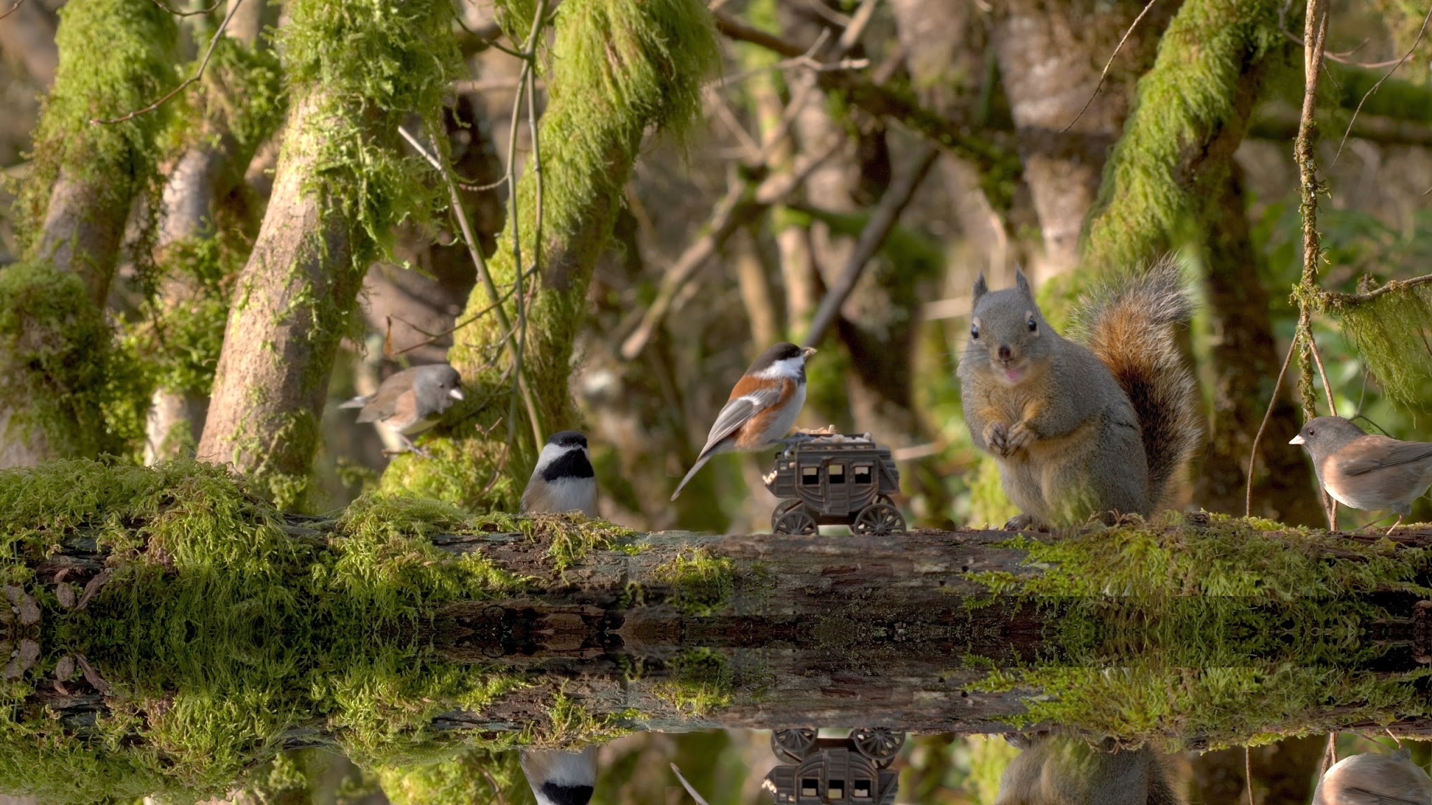 Birder King YouTube banner