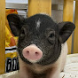 Crazy Pig YouTube channel avatar 