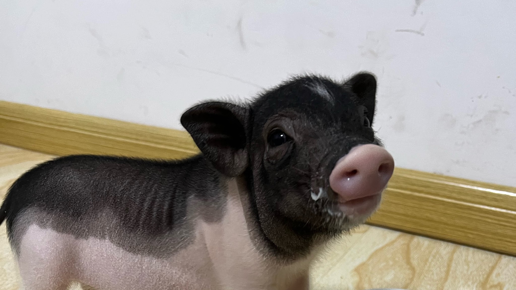 Crazy Pig YouTube banner